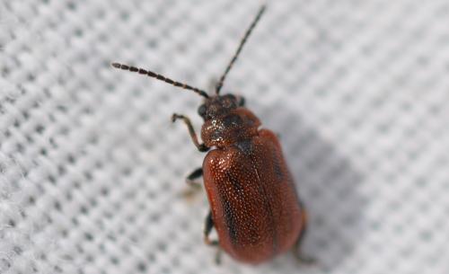 Lochmaea crataegi